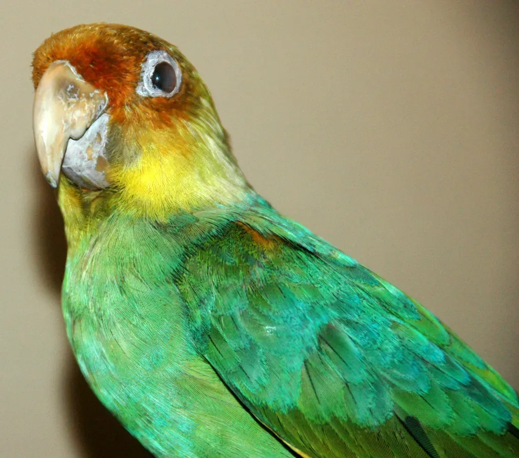File:Conuropsis carolinensis (Carolina parakeet) 3.jpg