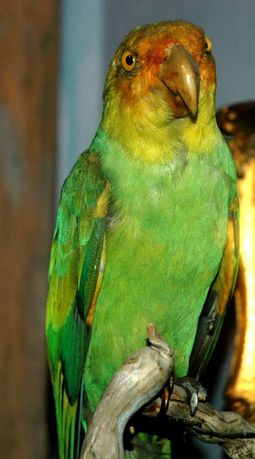 File:Conuropsis carolinensis (Carolina parakeet) 1.jpg