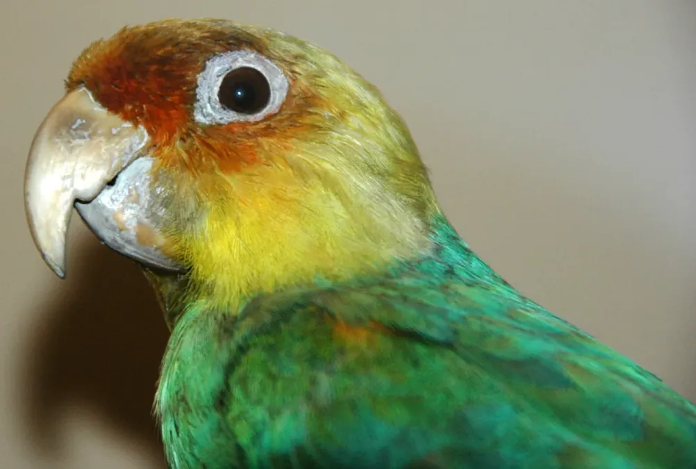 File:Conuropsis carolinensis (Carolina parakeet) 4.jpg