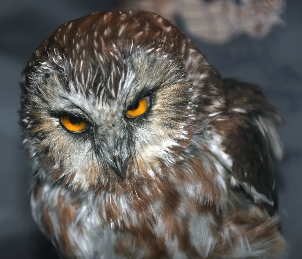 File:Aegolius acadicus (northern saw-whet owl).jpg