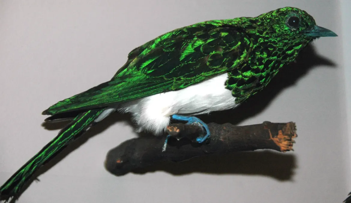 File:Chrysococcyx cupreus (African emerald cuckoo).jpg