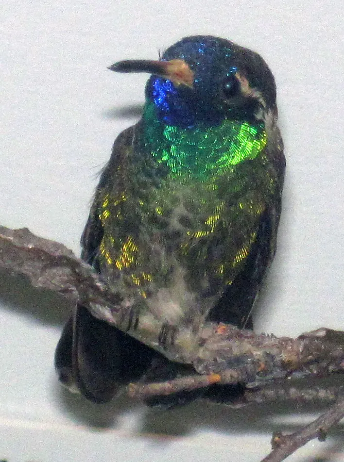File:Basilinna leucotis (white-eared hummingbird).jpg