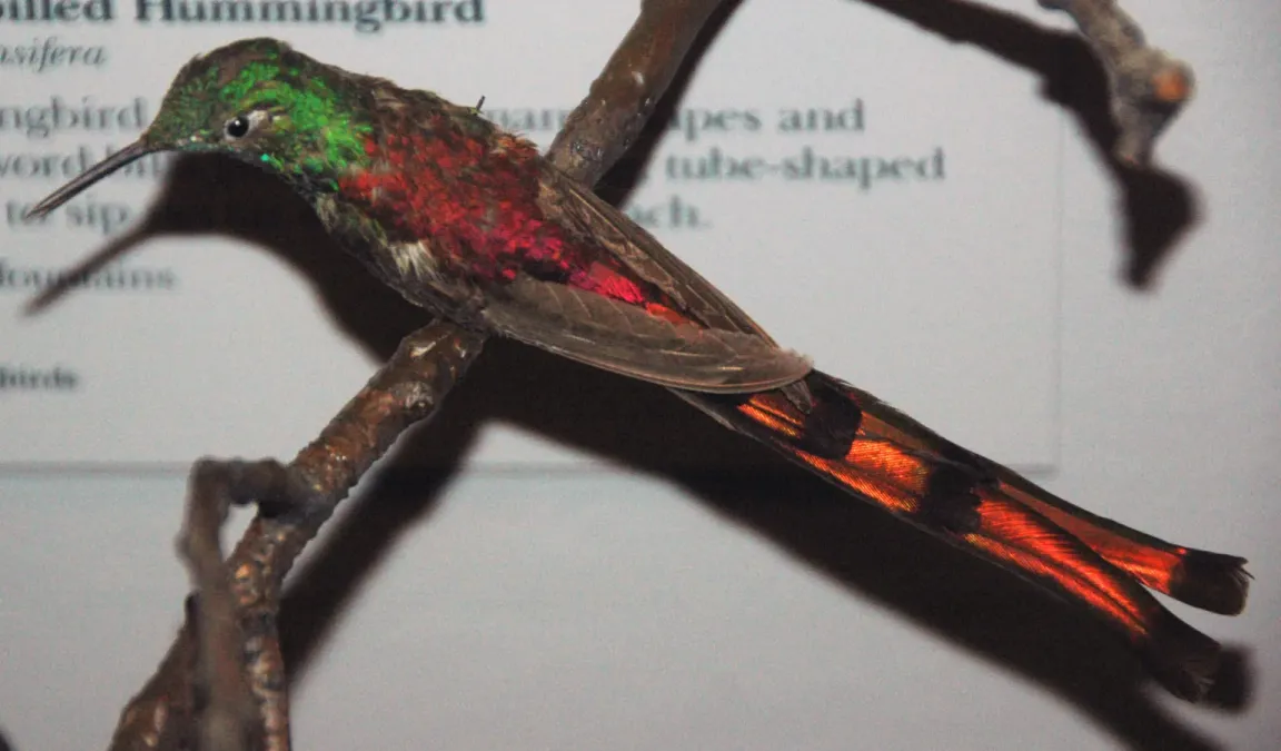 File:Sappho sparganurus (red-tailed comet).jpg