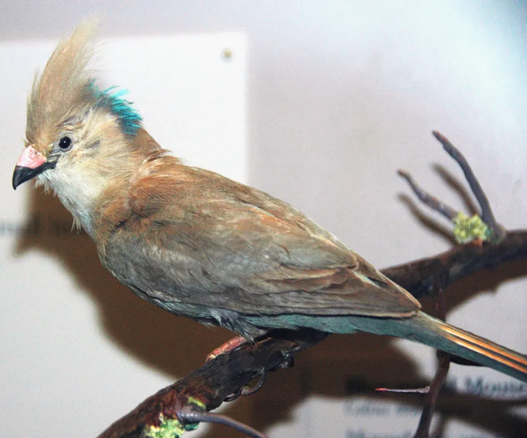 File:Urocolius macrourus (blue-naped mousebird).jpg