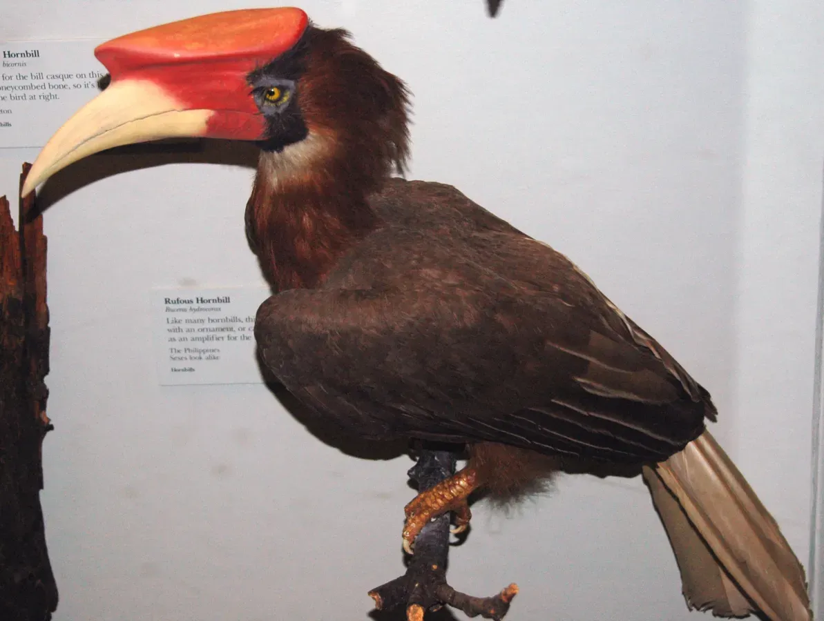 File:Buceros hydrocorax (rufous hornbill).jpg