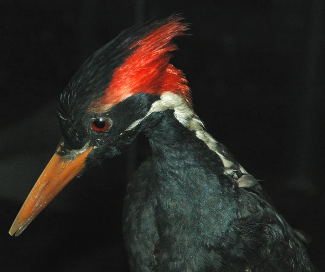 File:Campephilus principalis (ivory-billed woodpecker) 3.jpg