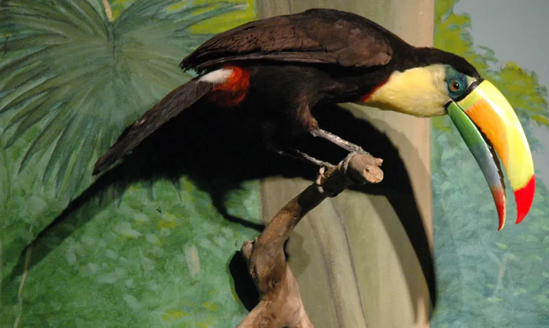 File:Ramphastos sulfuratus (keel-billed toucan).jpg