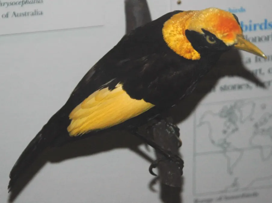 File:Sericulus chrysocephalus (regent bowerbird).jpg