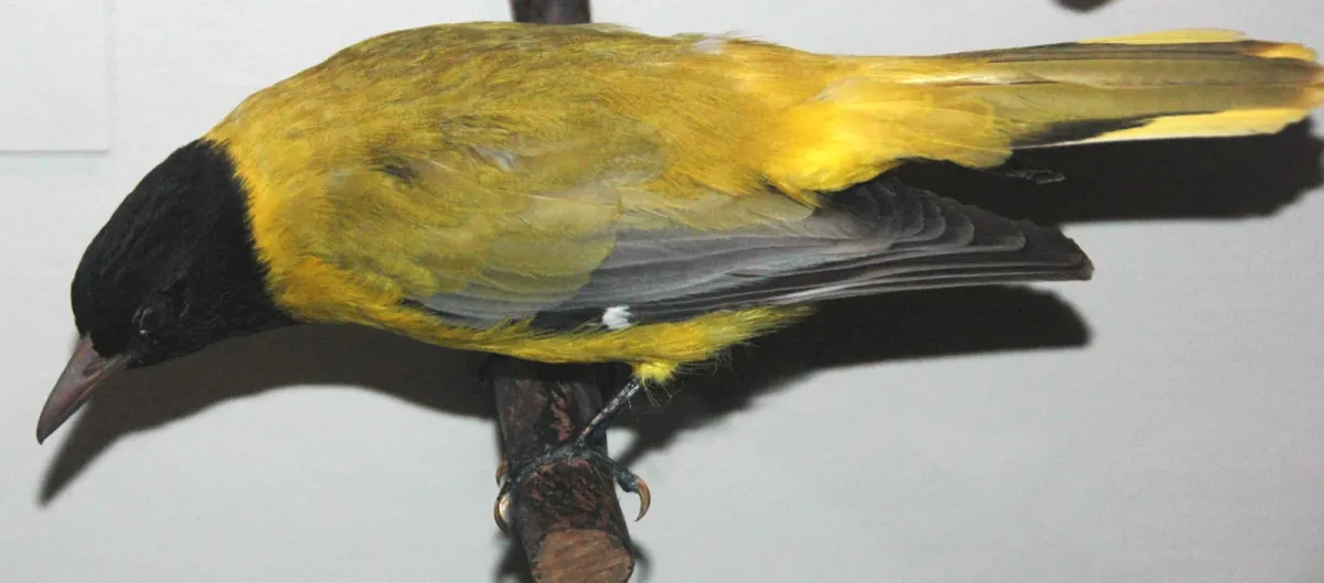 File:Oriolus monacha (dark-headed oriole).jpg