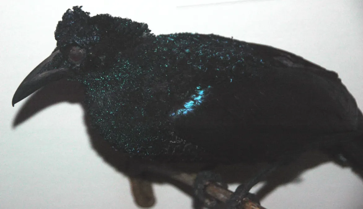 File:Manucodia comrii (curl-crested manucode).jpg