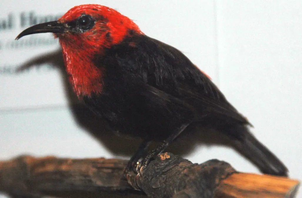 File:Myzomela cardinalis (cardinal honeyeater).jpg