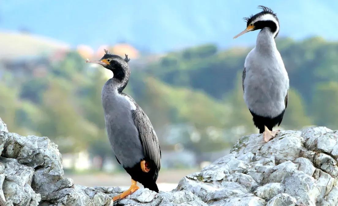 File:Spotted Shag. NZ (Phalacrocorax punctatus). (27305206622).jpg
