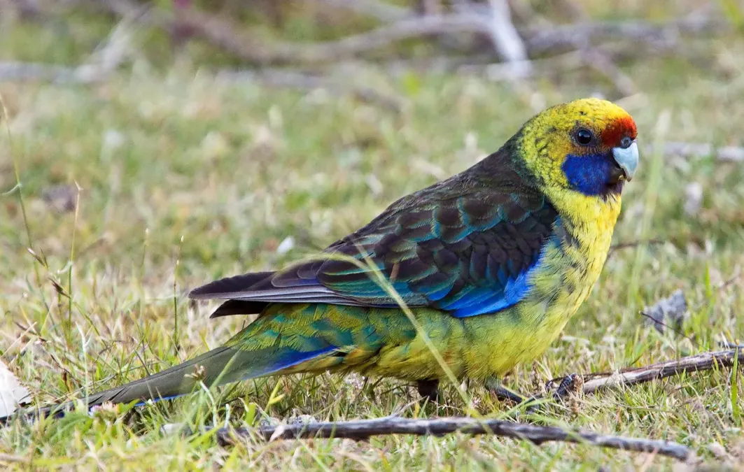 File:Platycercus caledonicus -Tasmania -side-8.jpg