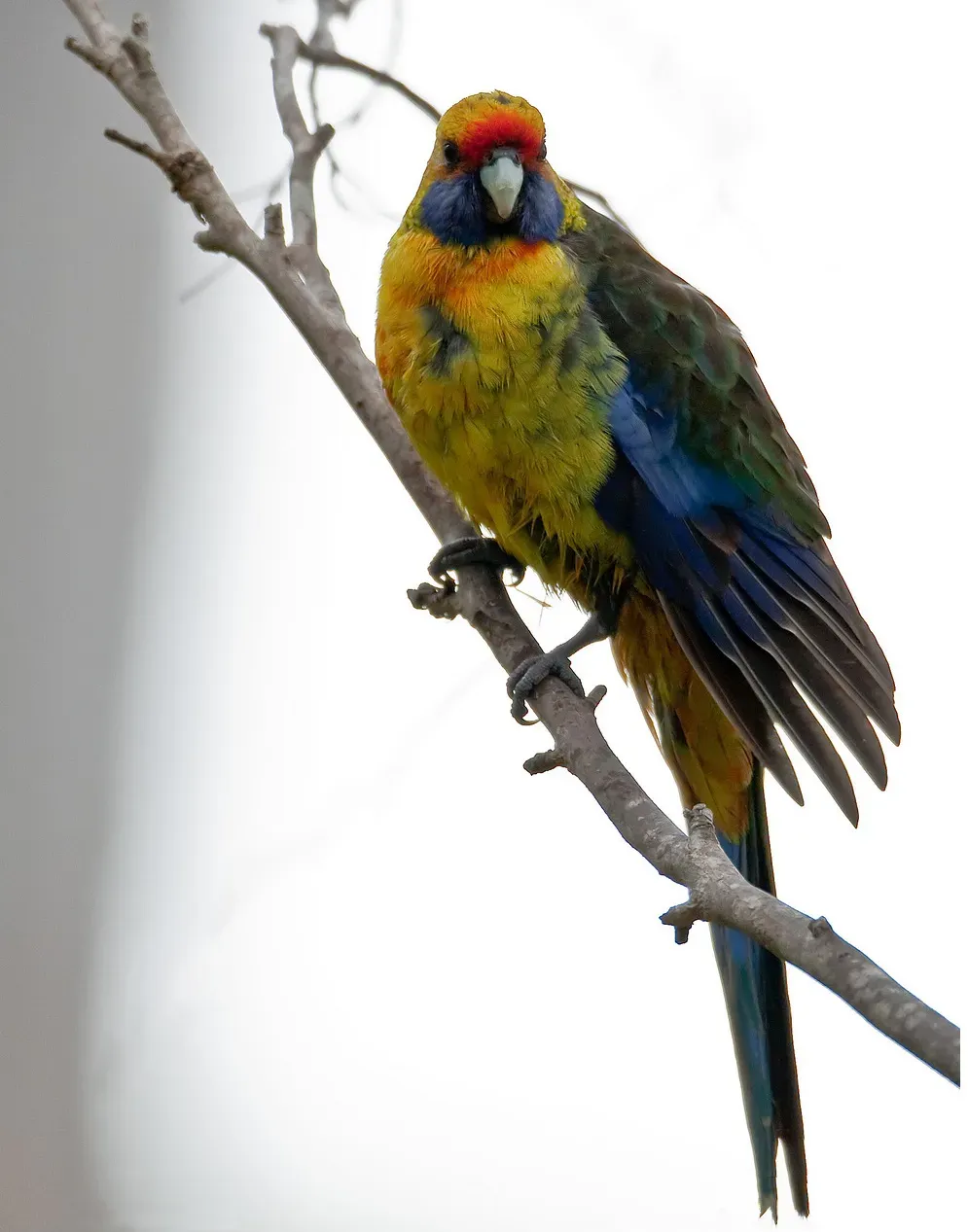 File:Platycercus caledonicus -Tasmania -female-8.jpg