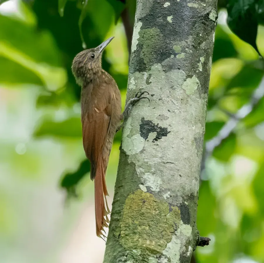 File:Deconychura longicauda - Long-tailed Woodcreeper; Manacapuru, Amazonas, Brazil.jpg