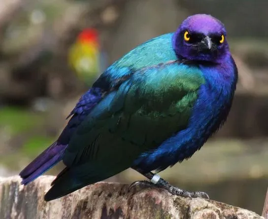 File:Lamprotornis purpureus 1.jpg