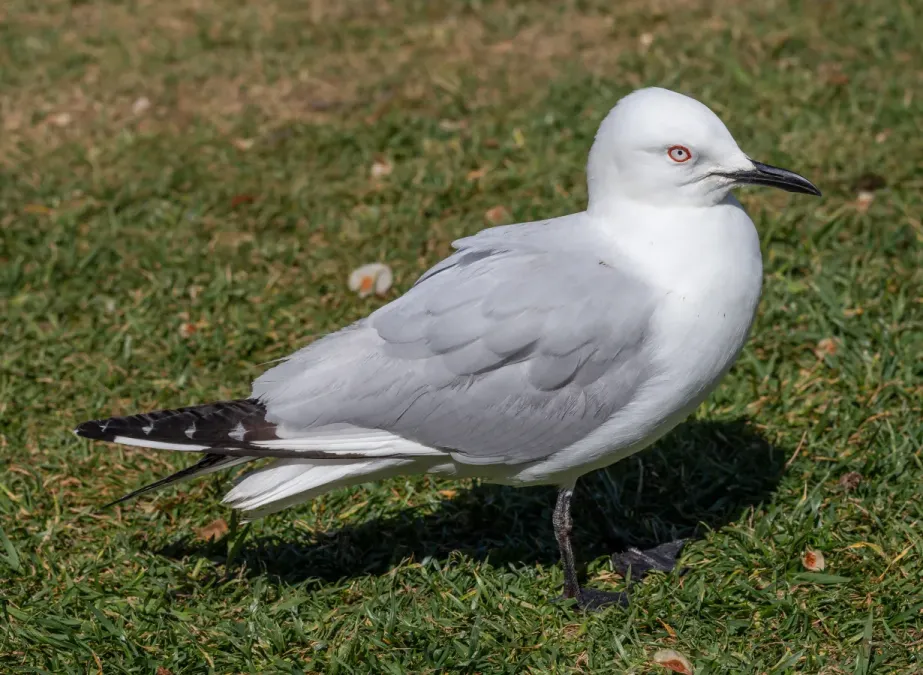File:Chroicocephalus bulleri, Christchurch Botanic Gardens, New Zealand 26.jpg