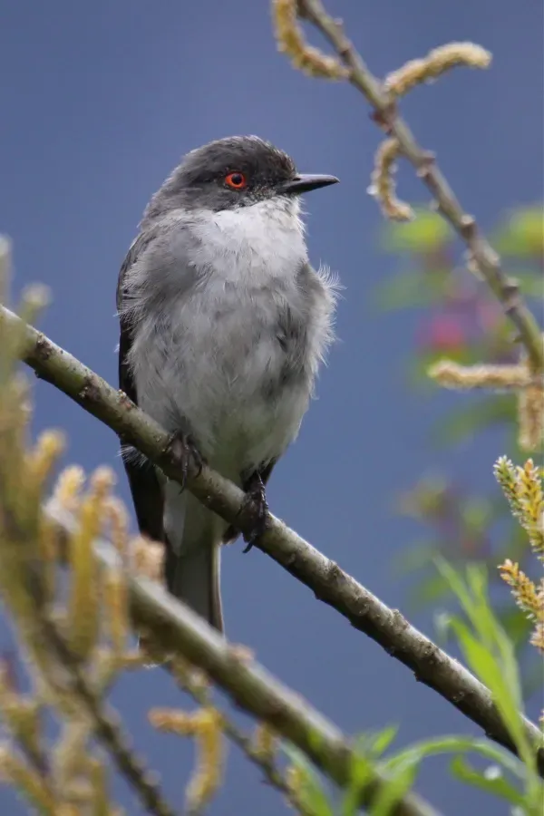 File:Xolmis pyrope -Puerto Aisen, Chile-8.jpg