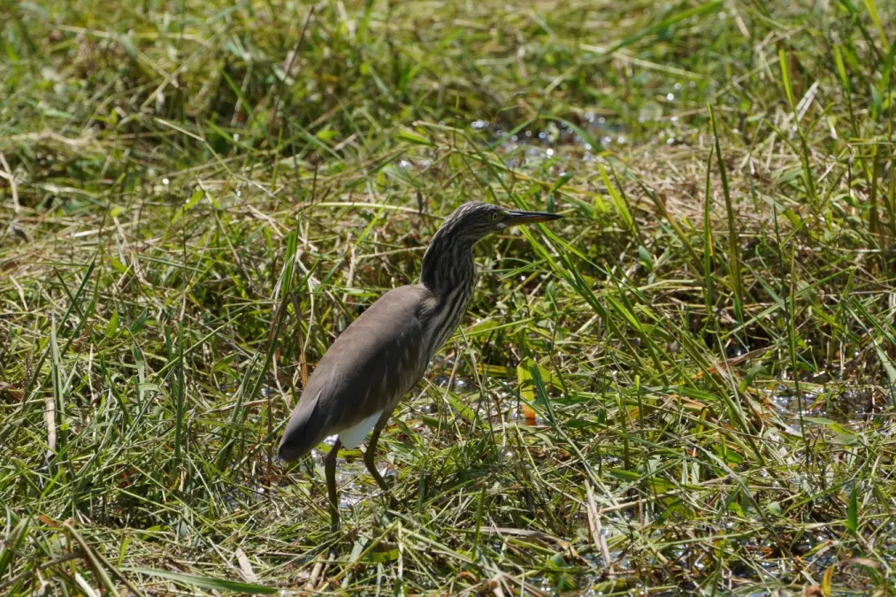File:Ardeola grayii 06127.jpg