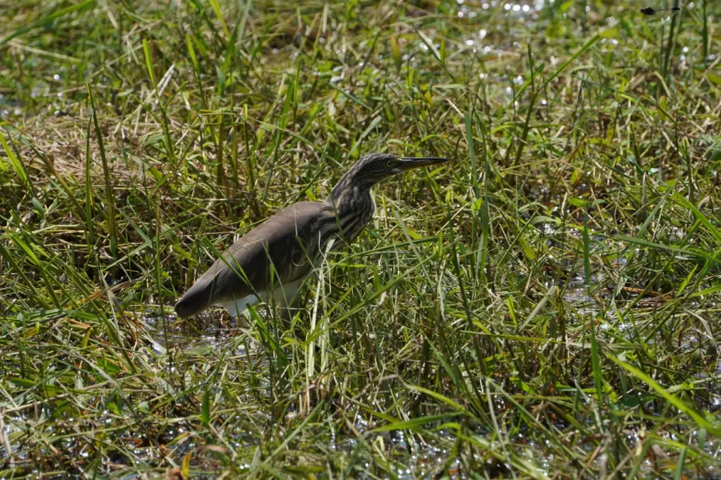 File:Ardeola grayii 06136.jpg