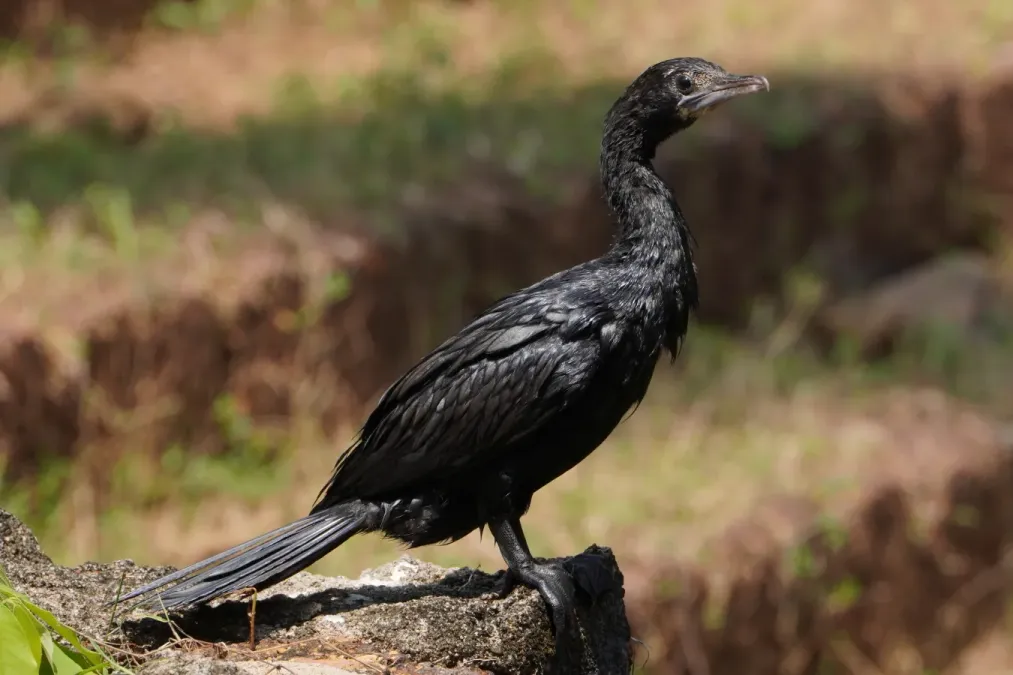 File:Microcarbo niger, Kozhikode, Kerala 07117.jpg