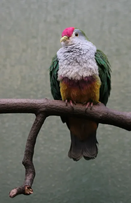 File:Ptilinopus pulchellus -Artis Zoo, Netherlands-8c.jpg