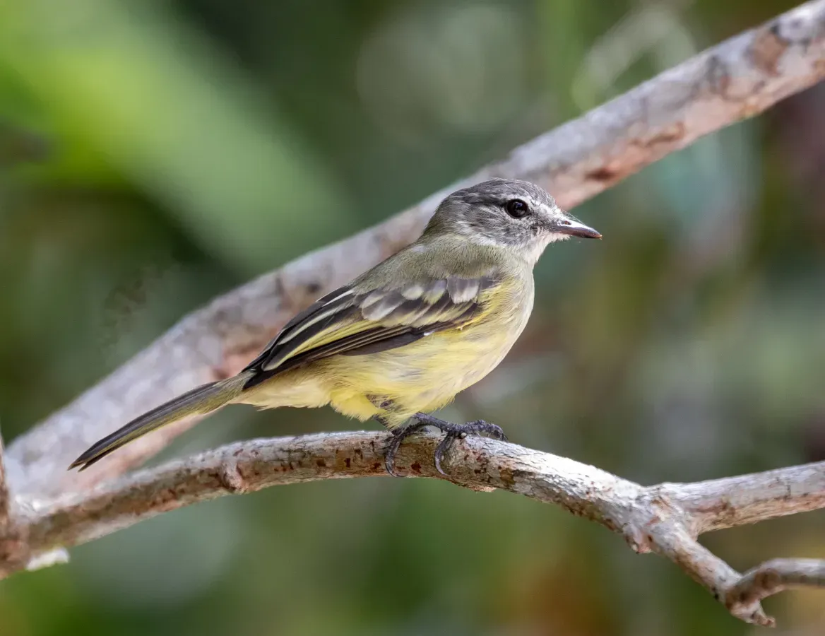 File:Myiopagis gaimardii - Forest Elaenia; Manacapuru, Amazonas, Brazil.jpg