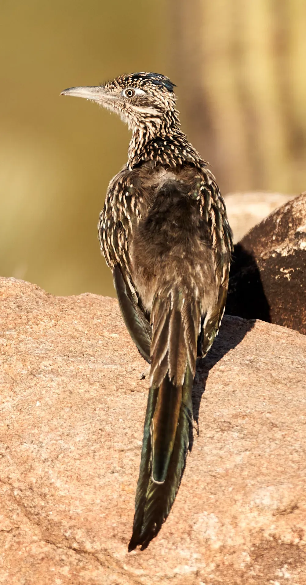 File:Greater roadrunner, Geococcyx californianus.jpg