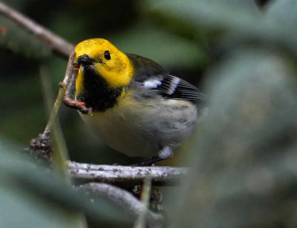 File:Setophaga townsendi × occidentalis.jpg