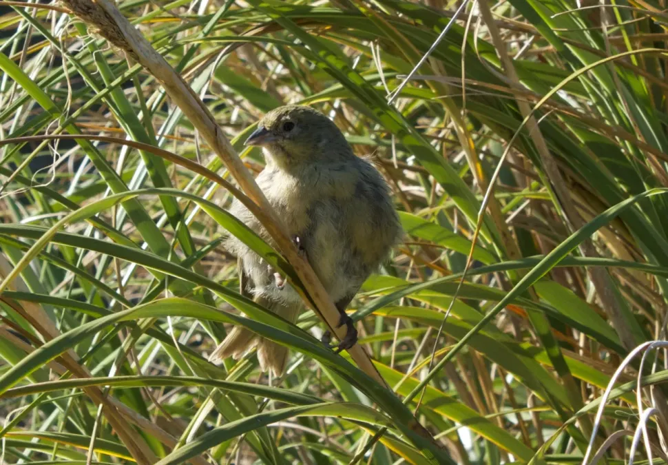 File:Nightingale Bunting Nesospiza questi (cropped2).jpg