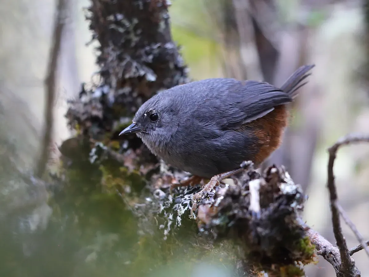 File:Scytalopus urubambae - Vilcabamba Tapaculo; Soraypampa, Cuzco, Peru.jpg