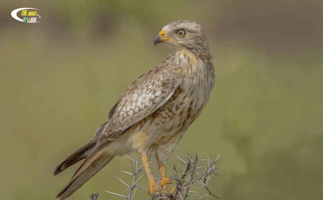 File:White-eyed buzzard (Butastur teesa).jpg