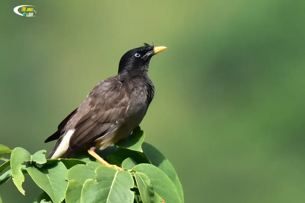 File:Jungle myna (Acridotheres fuscus) rushikesh dop.jpg