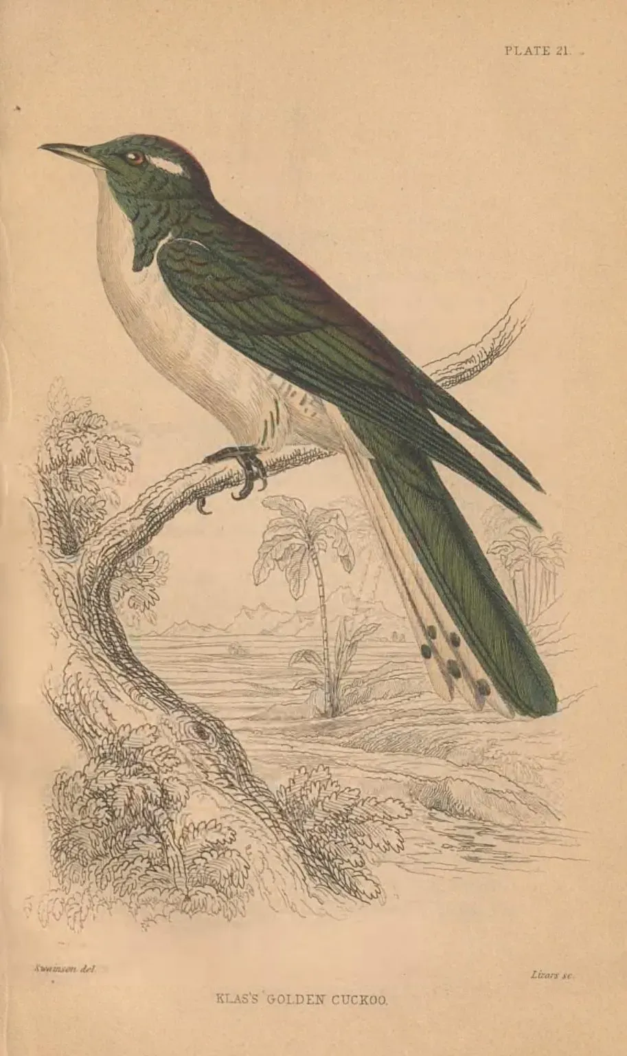 File:Klaas’s cuckoo (Chrysococcyx klaas). Engraving by William Lizars after William Swainson.jpg