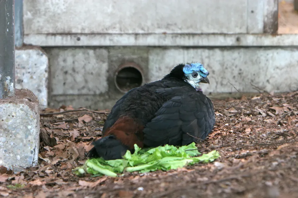 File:Aepypodius arfakianus -Artis Zoo, Amsterdam, Netherlands-8a.jpg