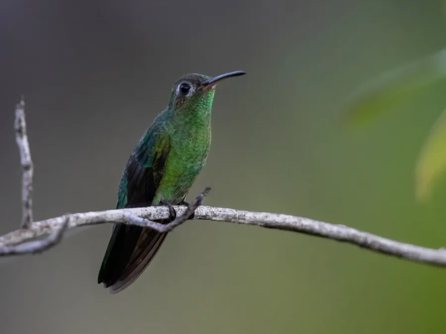File:Polytmus theresiae - Green-tailed Goldenthroat; Novo Airão, Amazonas, Brazil.jpg