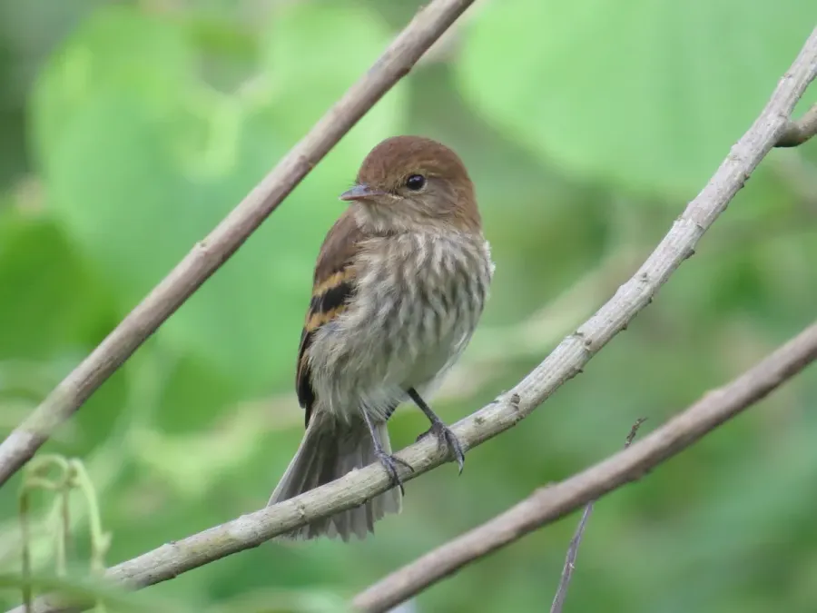 File:Myiophobus fasciatus 54670465.jpg