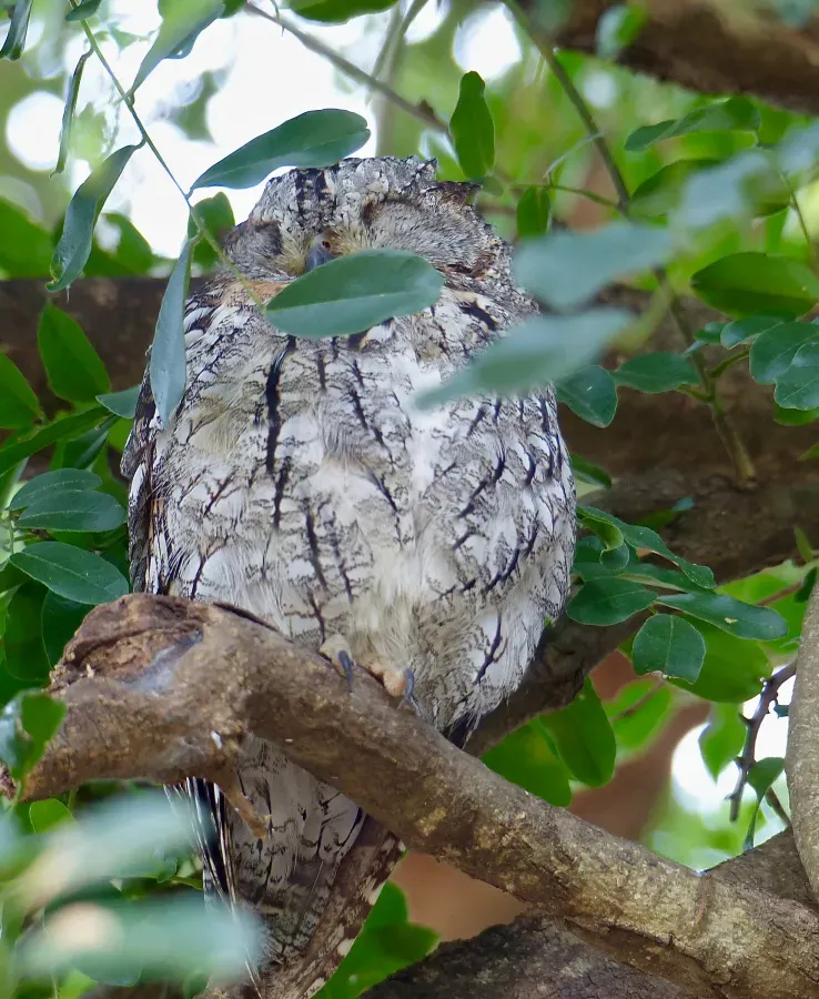 File:African Scops Owl (Otus senegalensis) sleeping.jpg