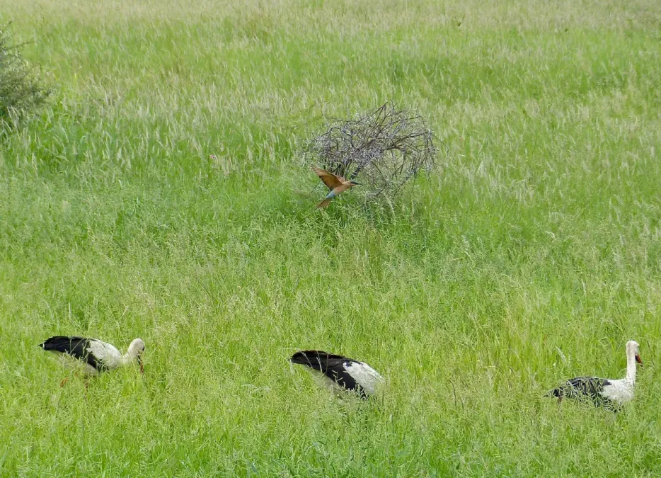File:Southern Carmine Bee-eater (Merops nubicoides) immature flying over White Storks (Ciconia ciconia).jpg