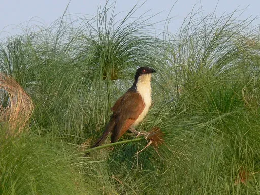 File:Centropus cupreicaudus 37126.jpg