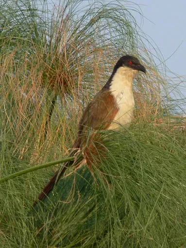 File:Centropus cupreicaudus 37127.jpg