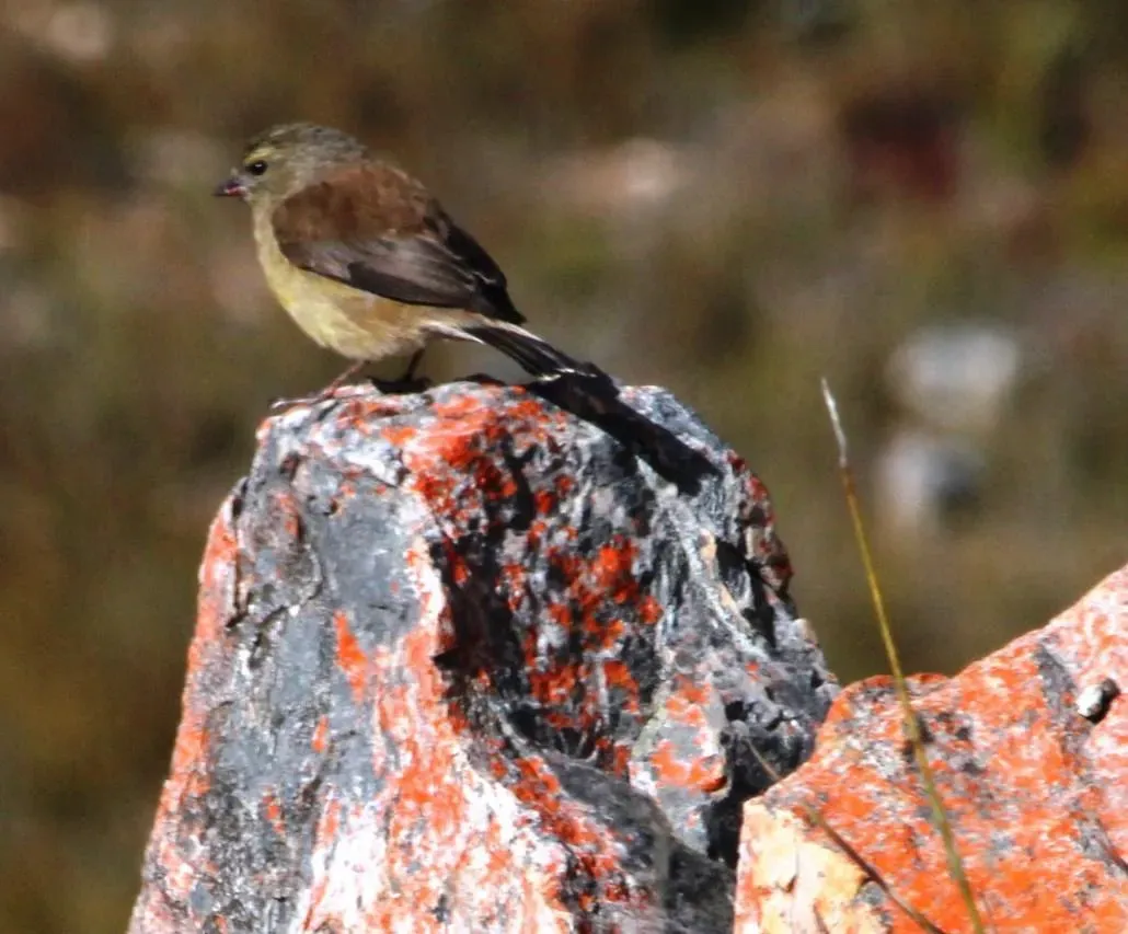 File:Crithagra totta 15420857.jpg