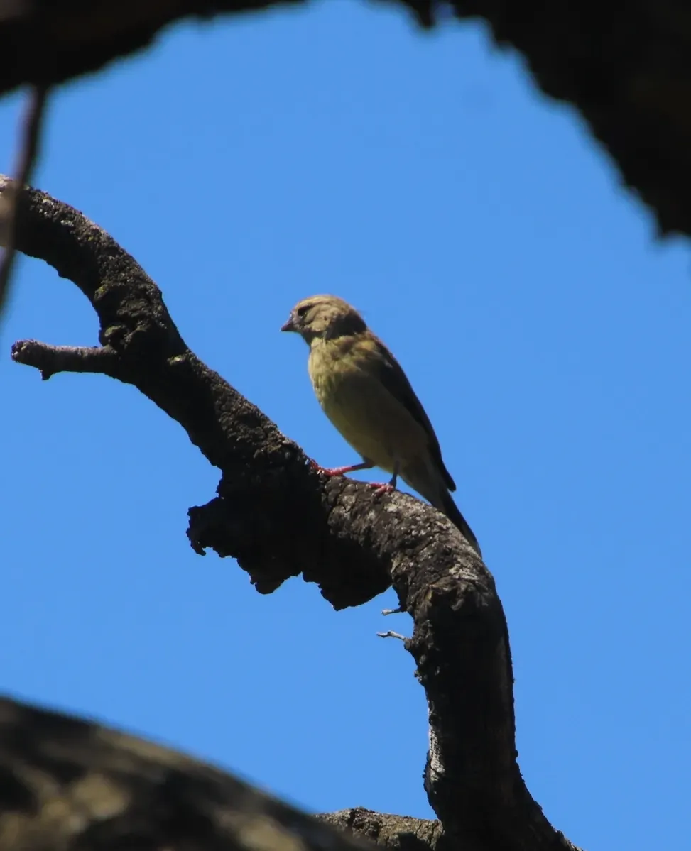 File:Crithagra totta 56598620.jpg