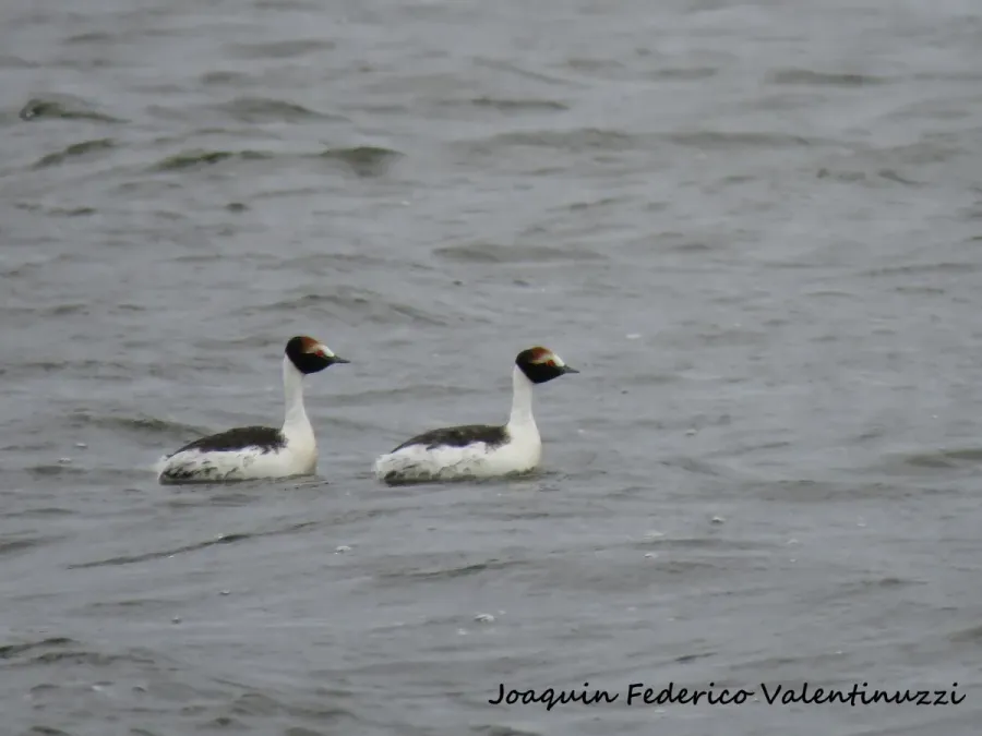 File:Podiceps gallardoi 86687360.jpg