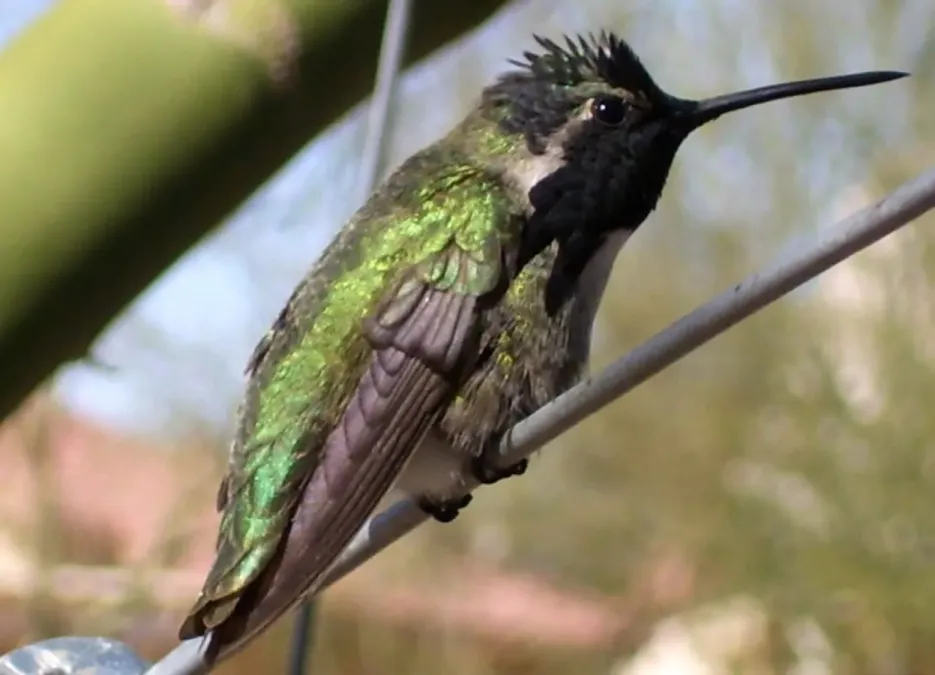 File:Costa's Hummingbird (Calypte costae).jpg