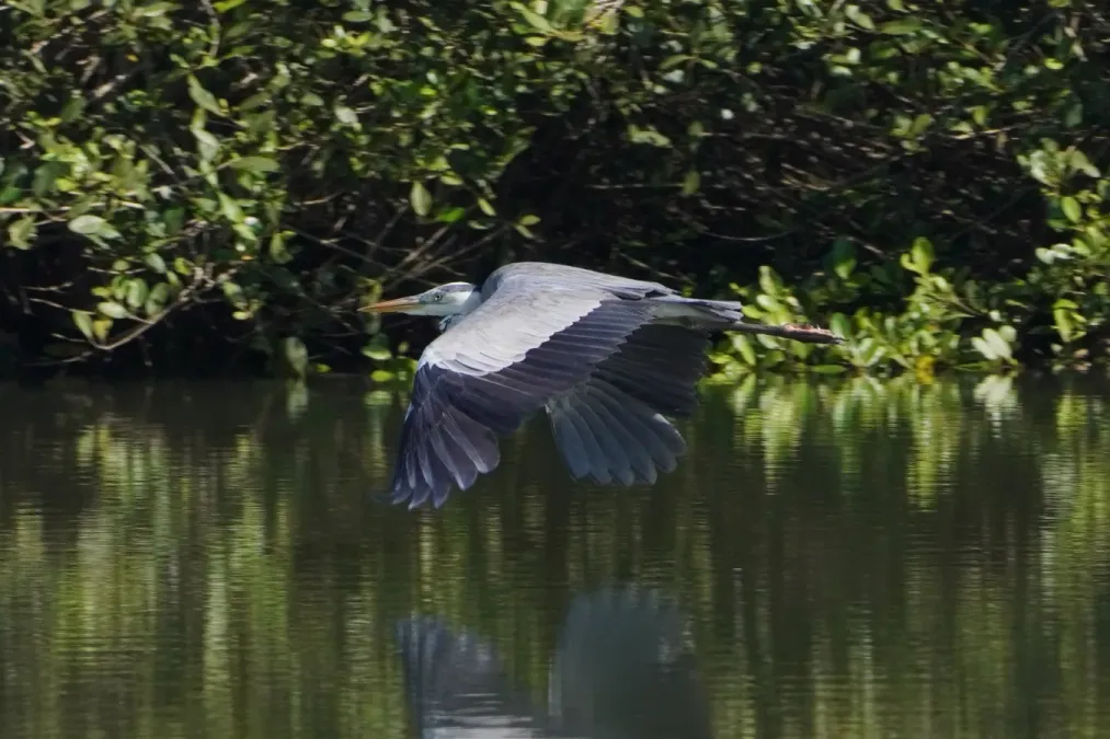File:Egretta gularis 07851.jpg
