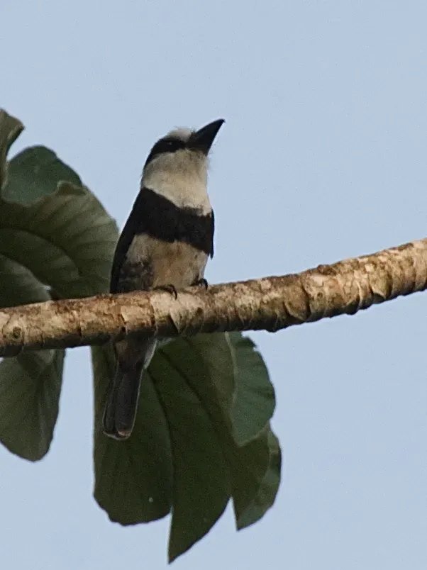 File:Notharchus hyperrhynchus -Belize -perching in tree-8.jpg