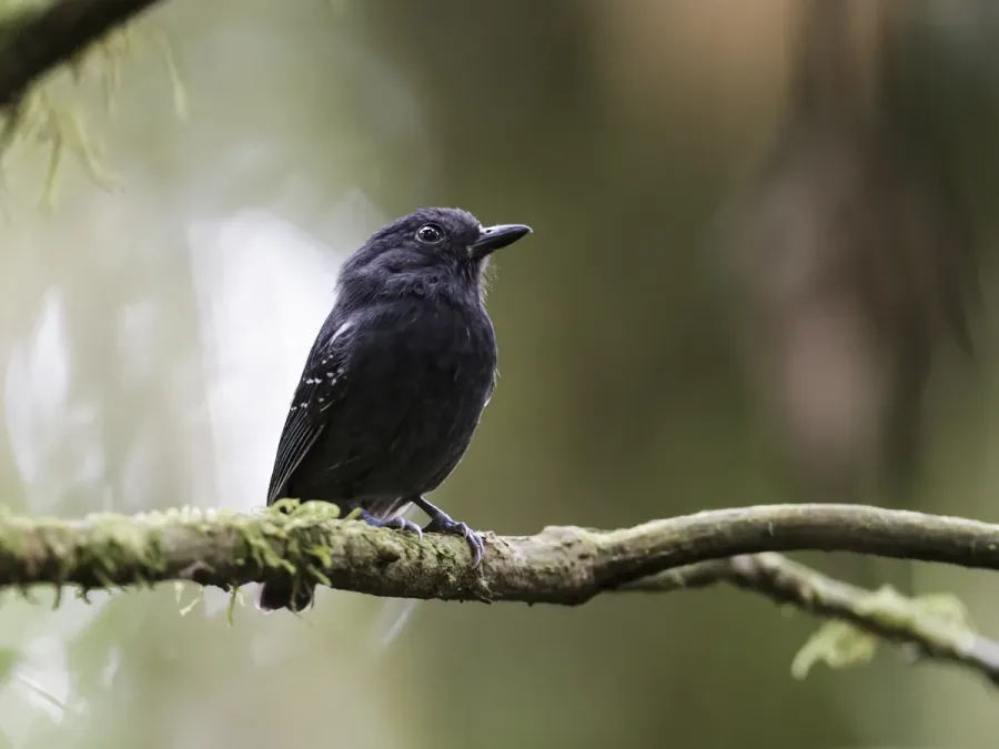 File:White-streaked Antvireo - Dysithamnus leucostictus.jpg