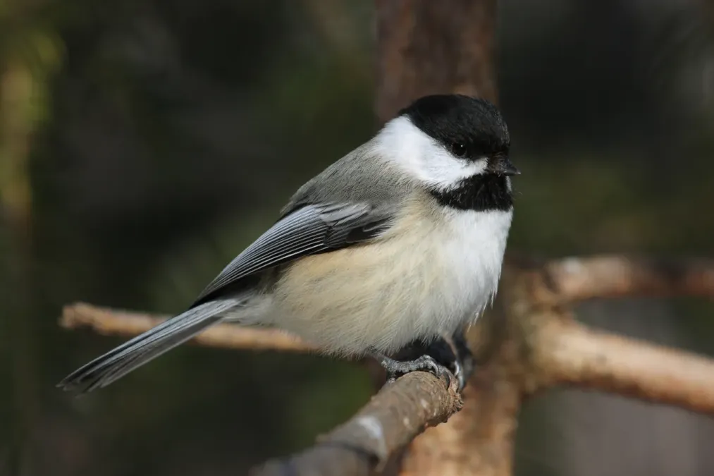 File:Poecile atricapillus CT.jpg