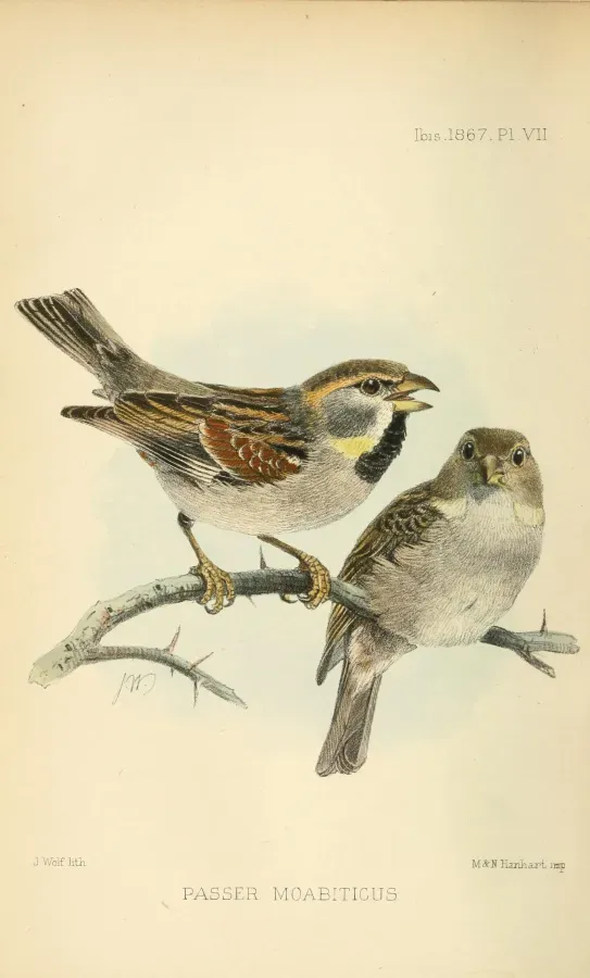 File:PasserMoabiticusWolf.jpg